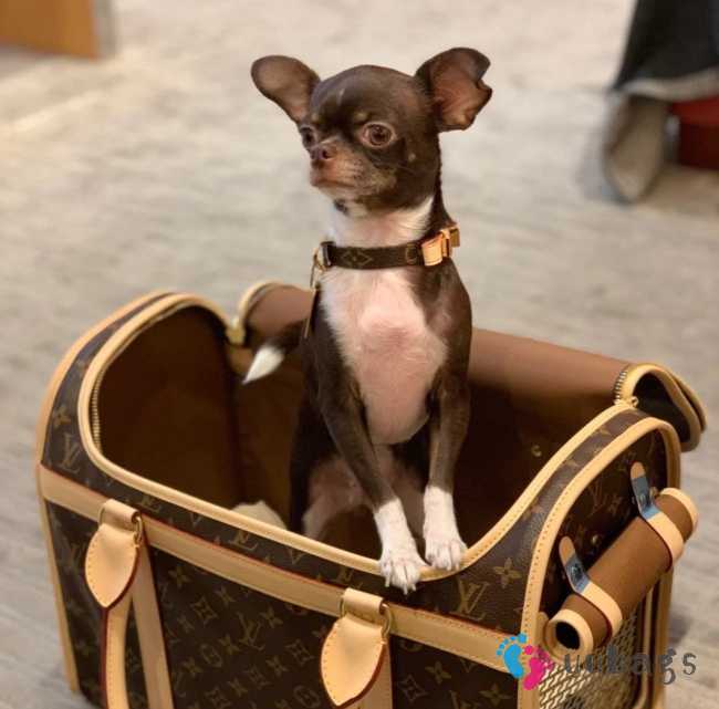 Uubags | Louis Vuitton dog pets carier bag 40x30x22cm - 1