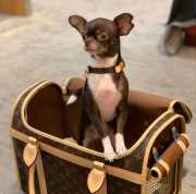 Uubags | Louis Vuitton dog pets carier bag 40x30x22cm - 1