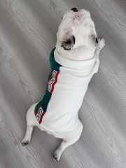 Uubags | Pet Gucci Polo shirt 2 colors - 5