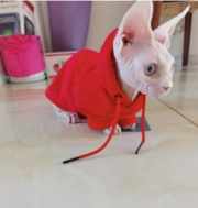 Uubags | Pet Chanel red hoodie - 6