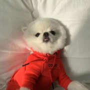 Uubags | Pet Chanel red hoodie - 5